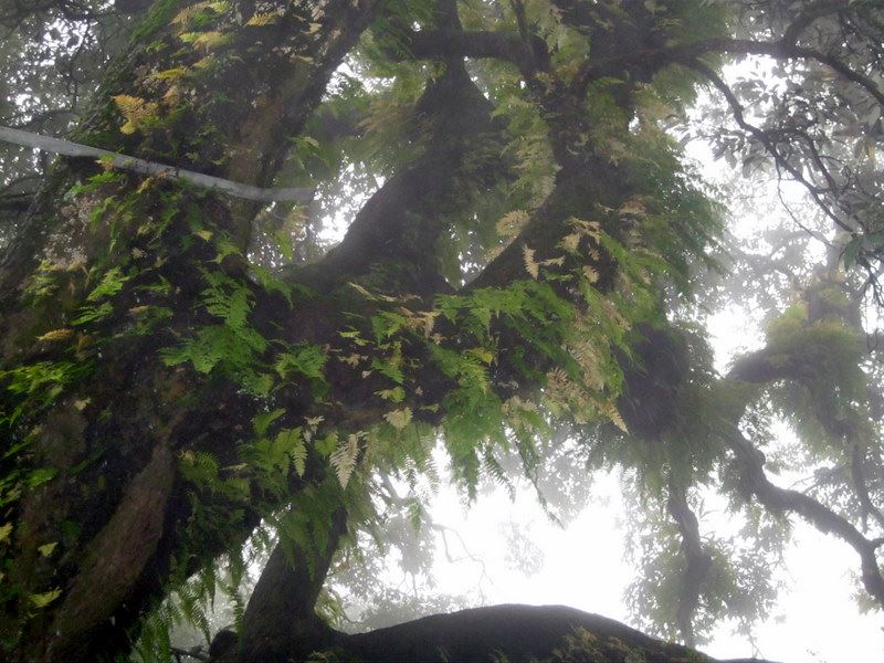 Looking up at towering deodar trees and pine canopy