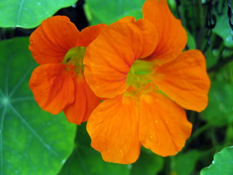 Orange nasturtium flowers with water droplets after rain