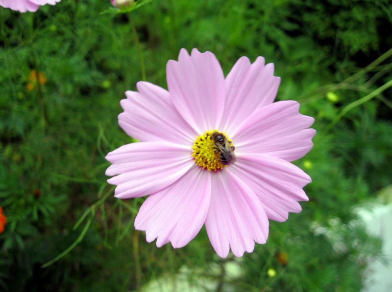 Cosmos & the November Bee