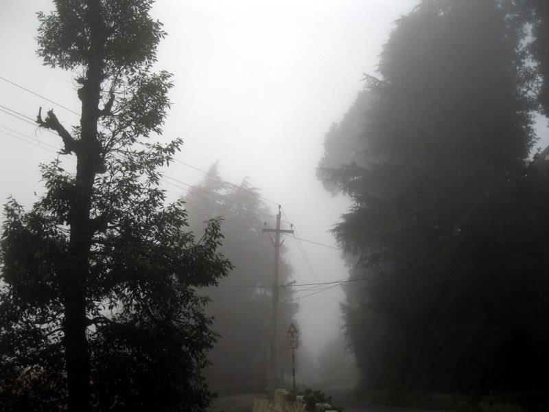 Deodar Silhouettes at Sunset