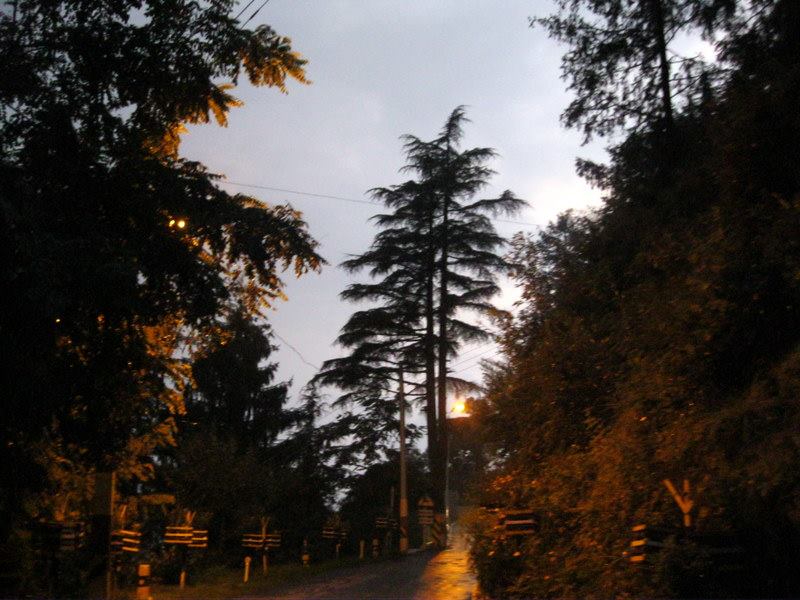 Garam Sadak at twilight with streetlights and deodars