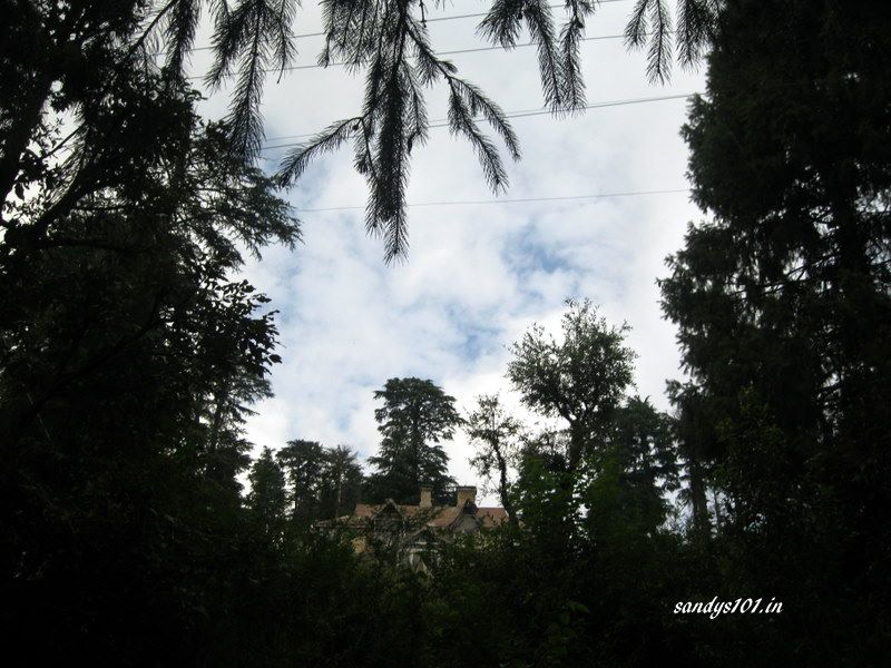 A British-era colonial bungalow through deodar silhouettes
