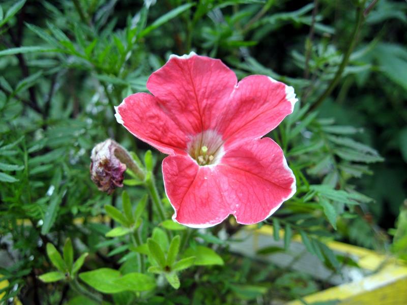 Red Petunias on the Hillside