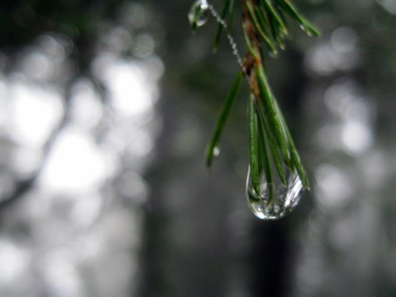 Himalayan Pine & Mist