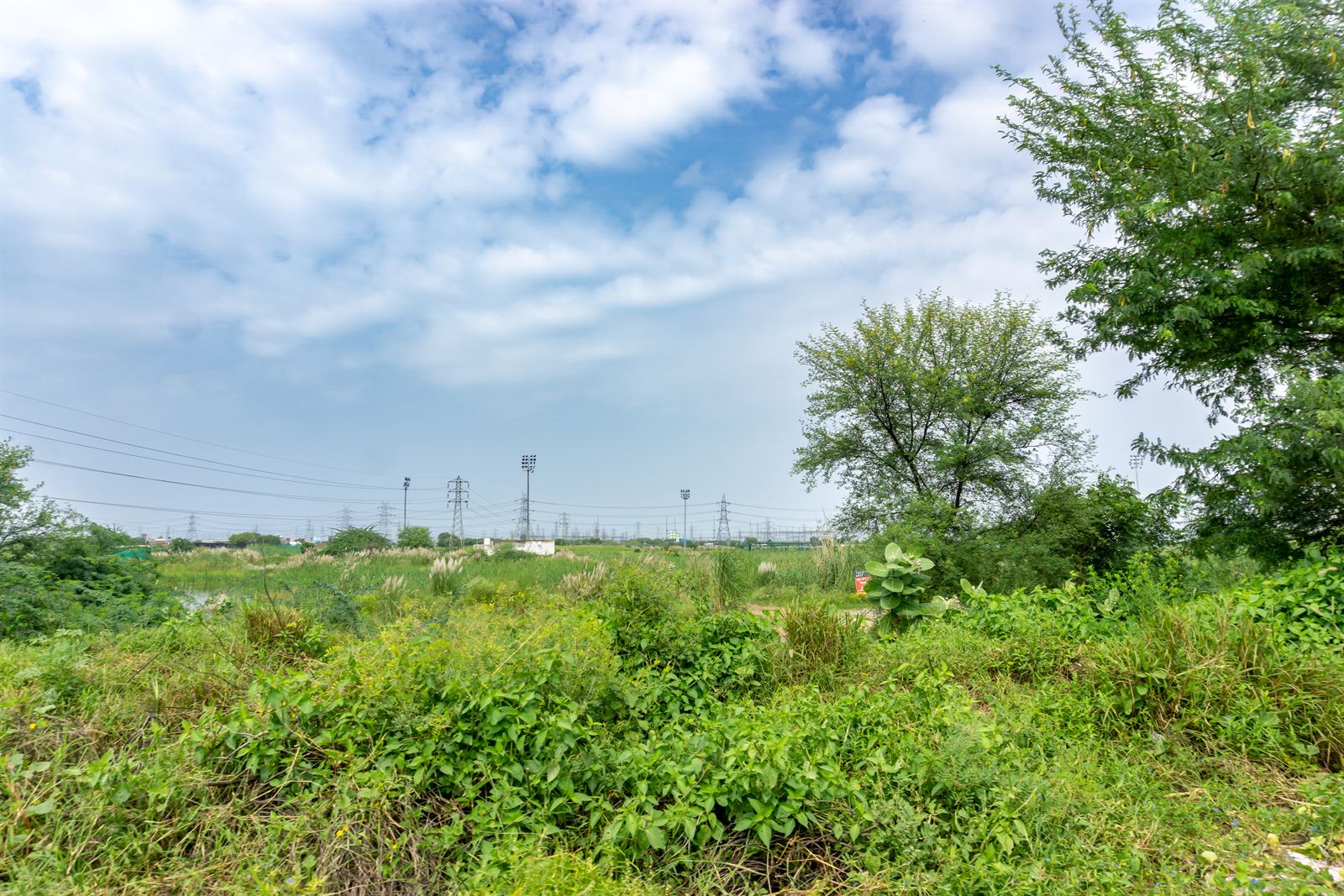 Monsoon Fields of Haryana