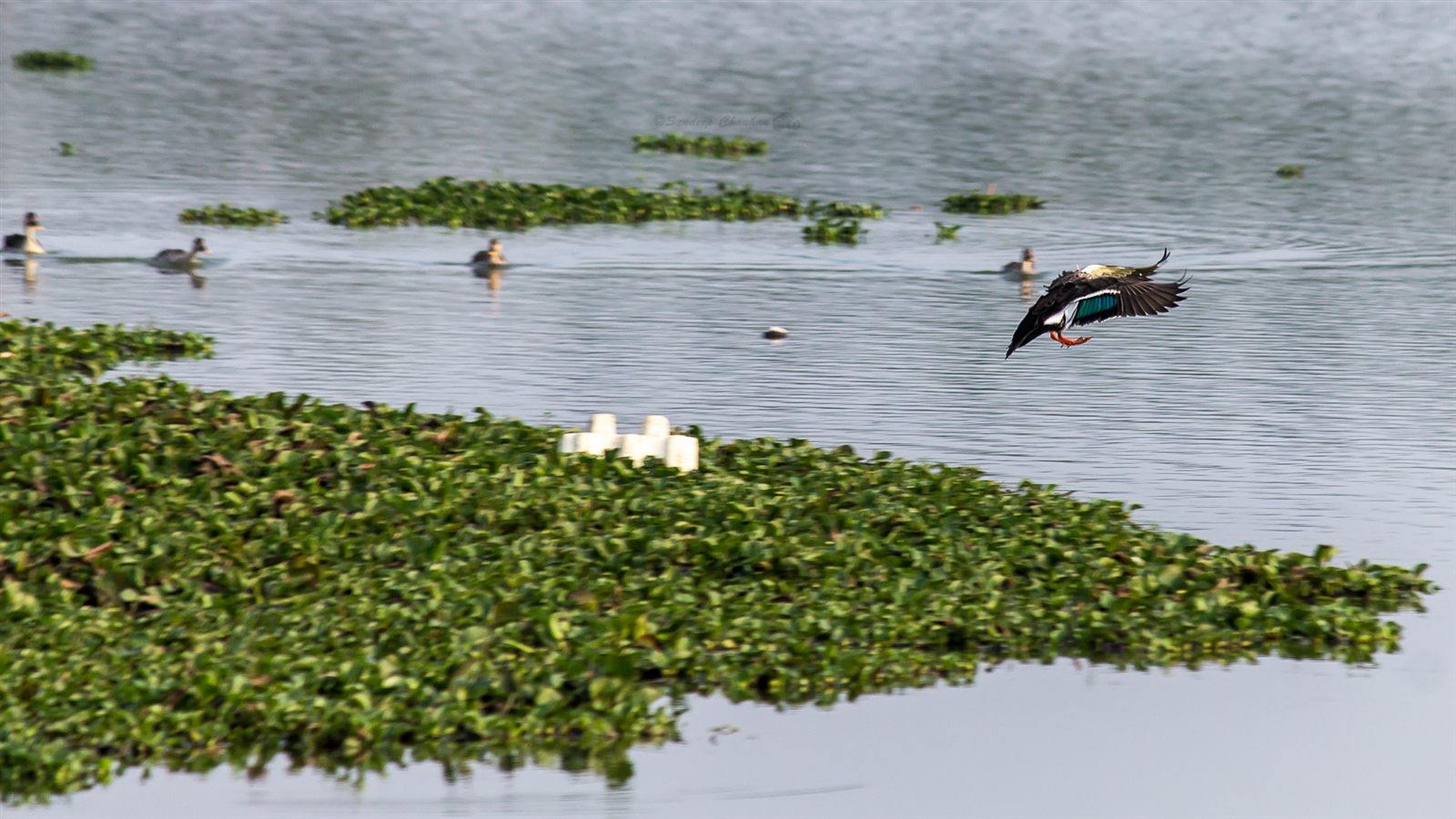 Bird in flight with iridescent wings over Hebbal Lake