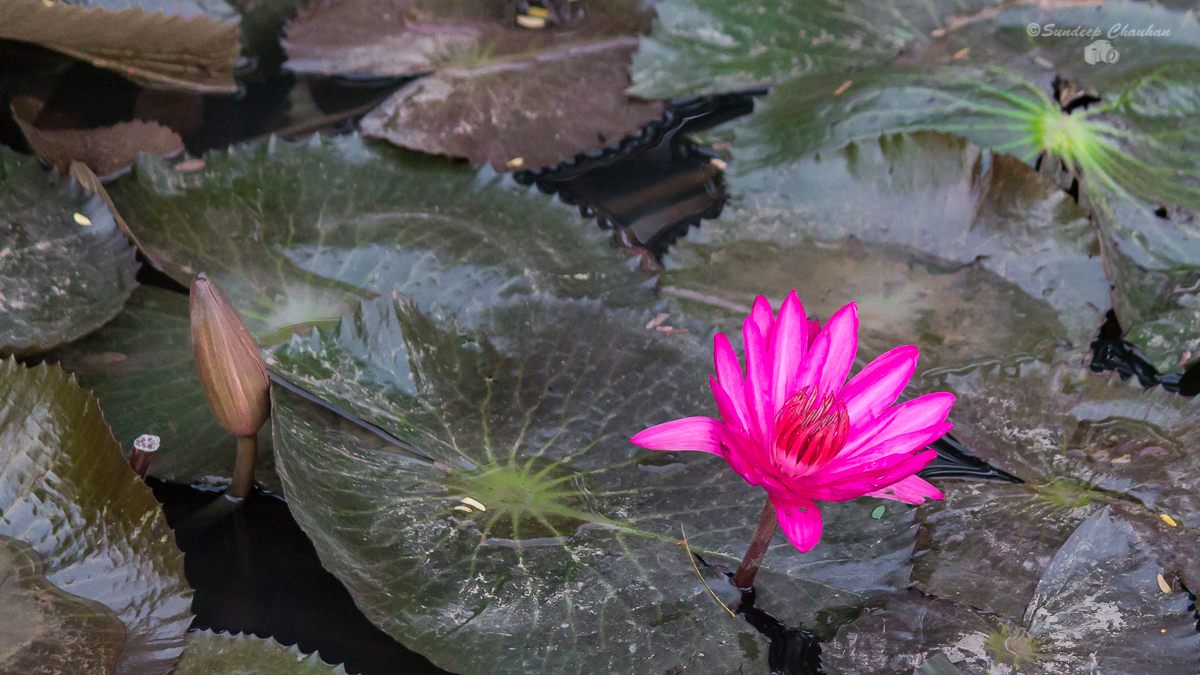 Pink water lily in full bloom on Hebbal Lake surface