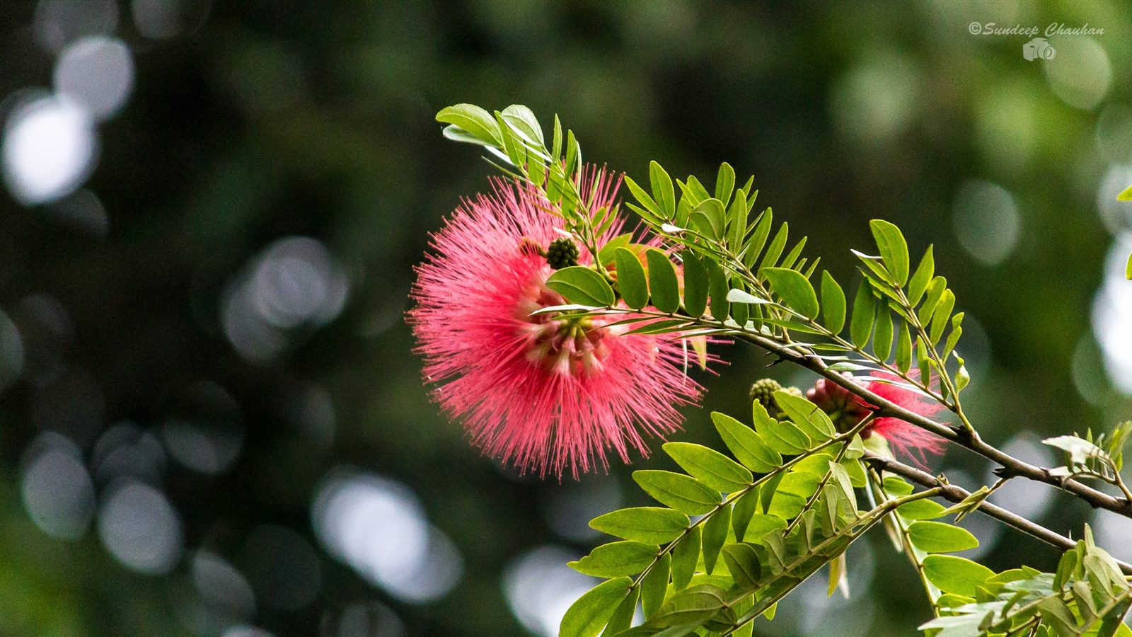 Red powderpuff flower in bokeh against green background at Hebbal