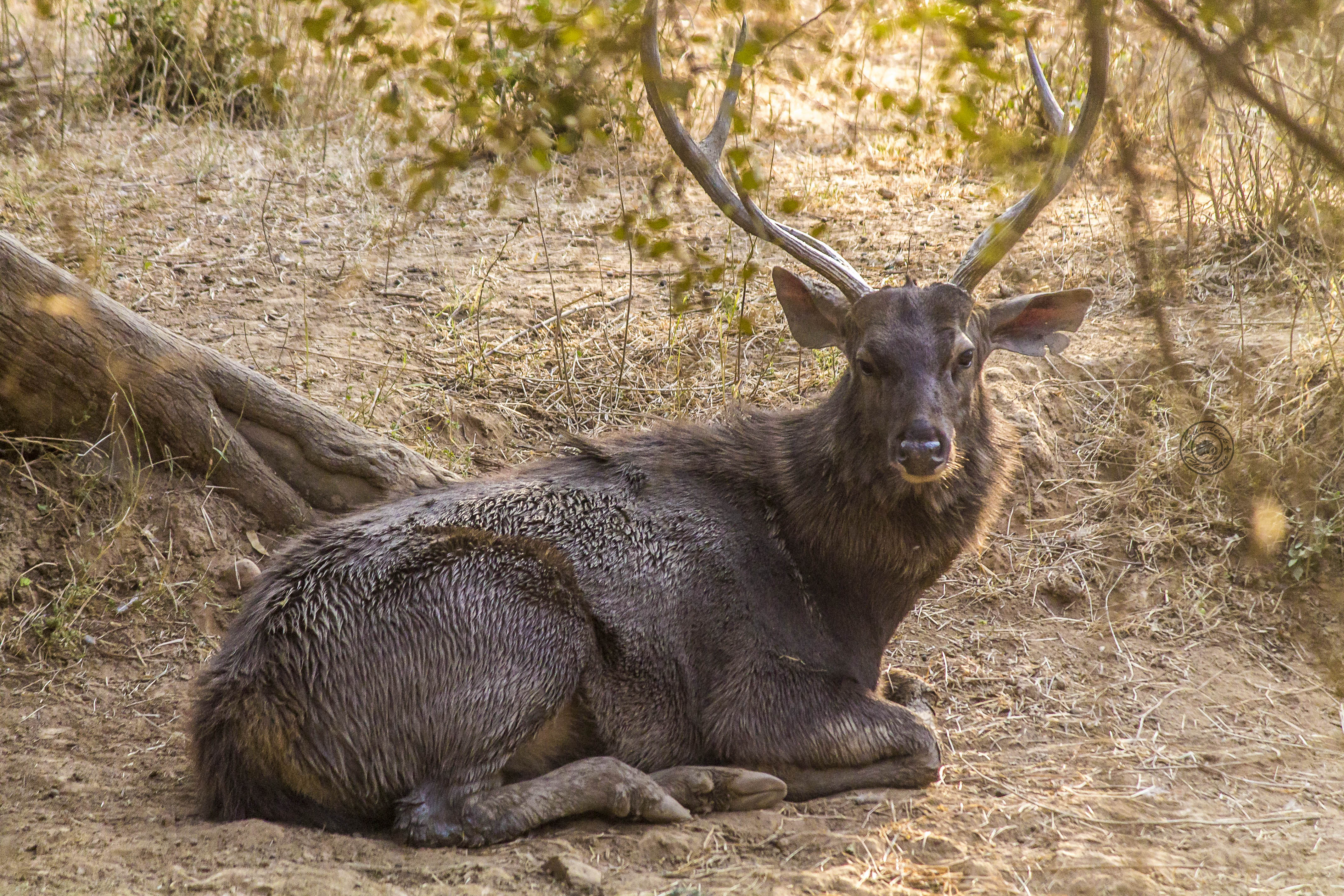 Sambar Deer resting in forest by Sundeep Chauhan